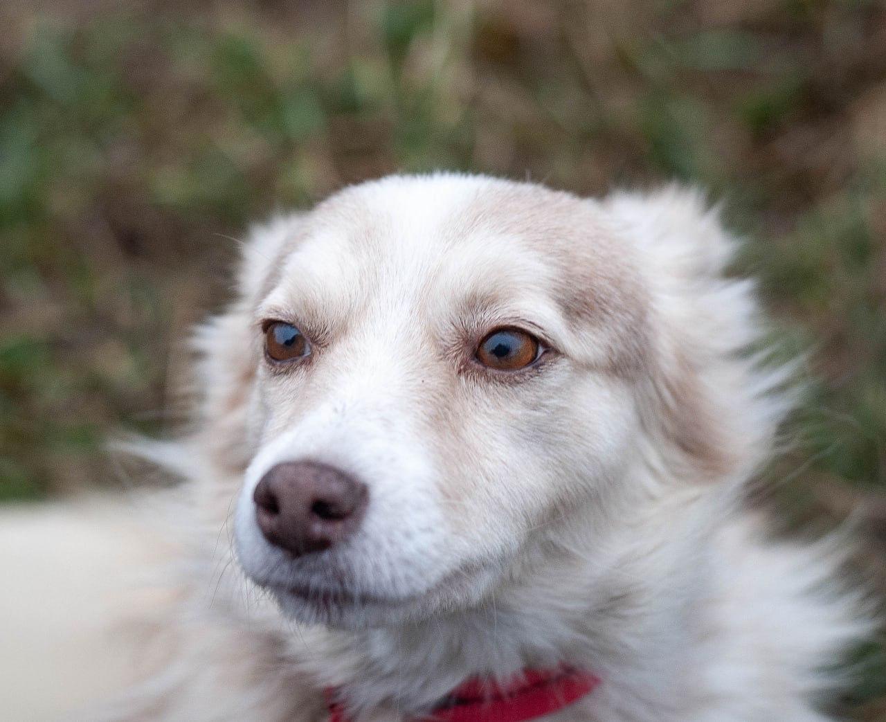 Chiens à adopter